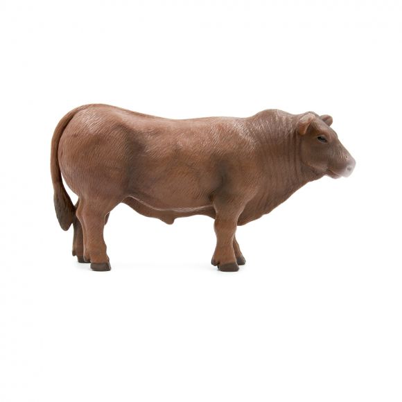 Red Angus Bull