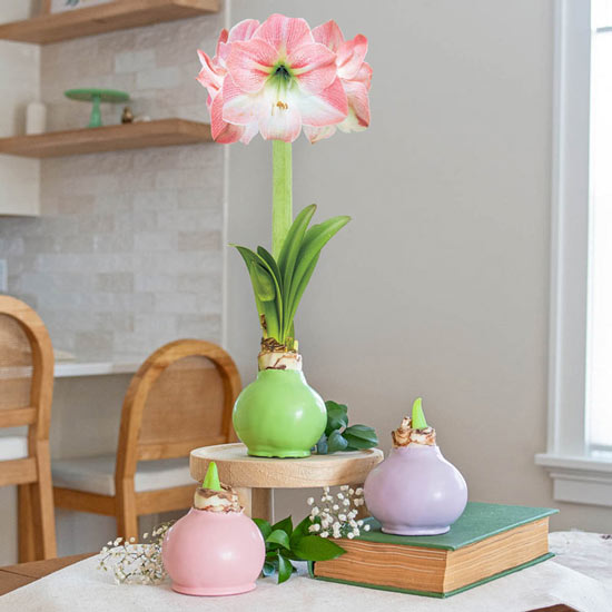 Spring Waxed Amaryllis Bulb