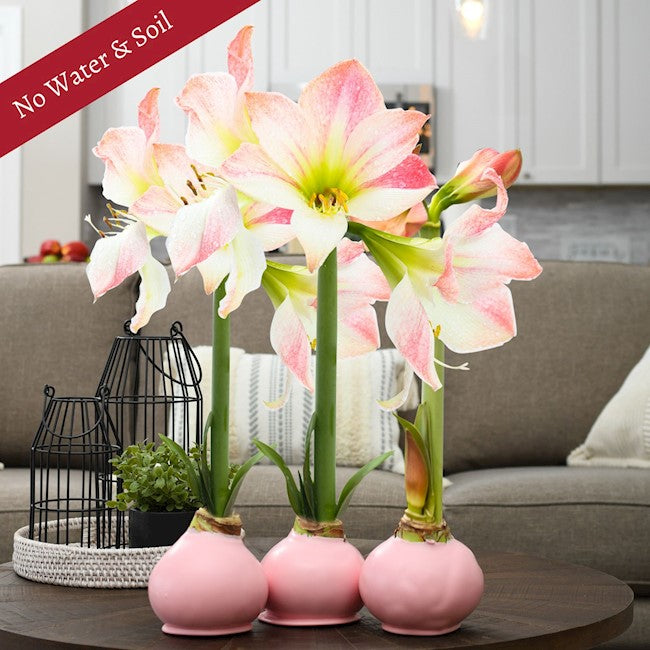 Spring Waxed Amaryllis Bulb