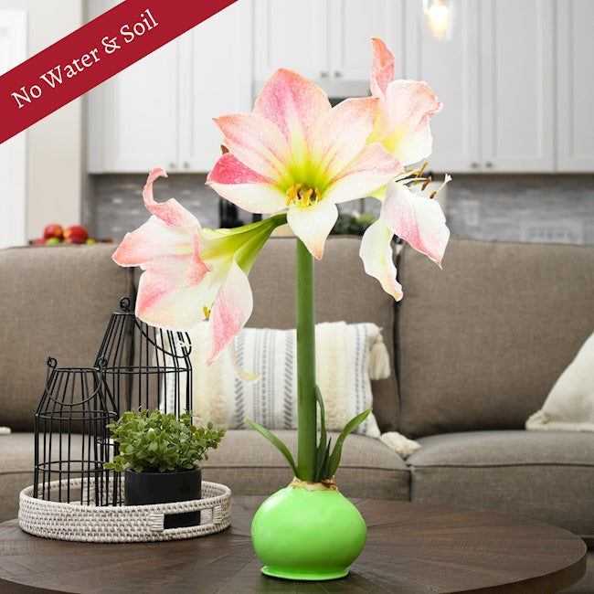 Spring Waxed Amaryllis Bulb