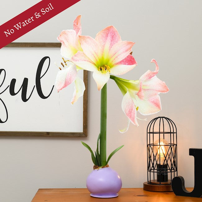 Spring Waxed Amaryllis Bulb